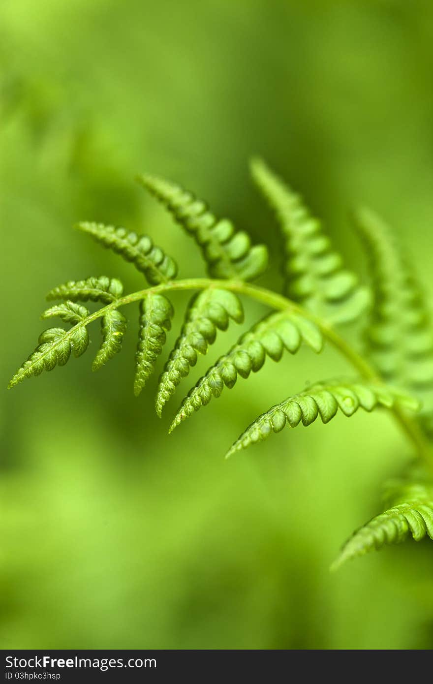 Green Fern