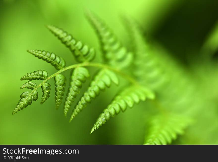 Green Fern