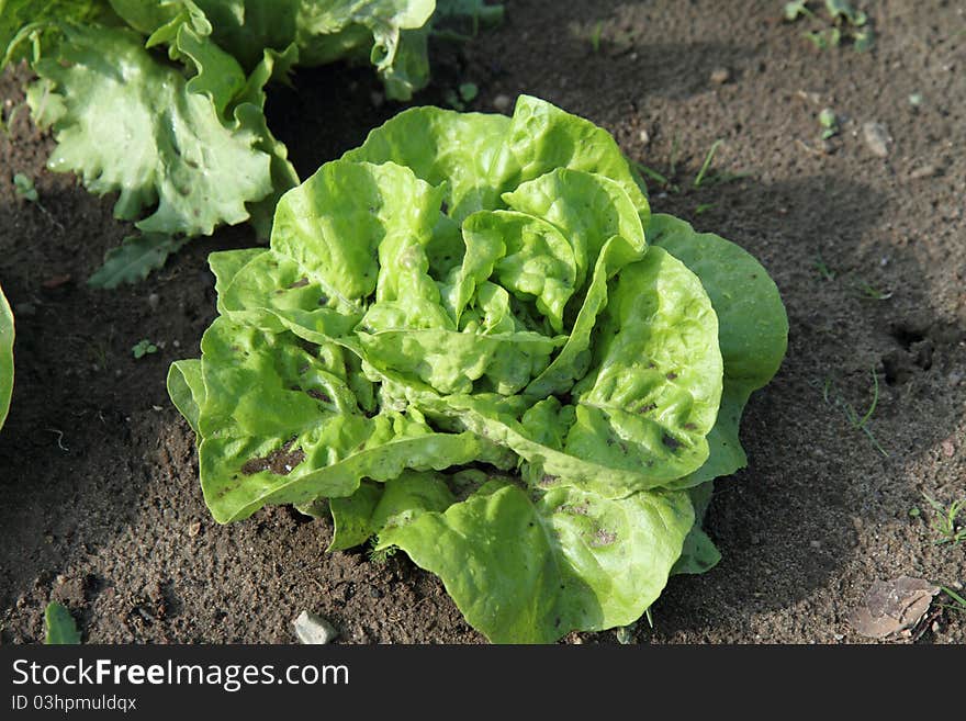 Lettuce