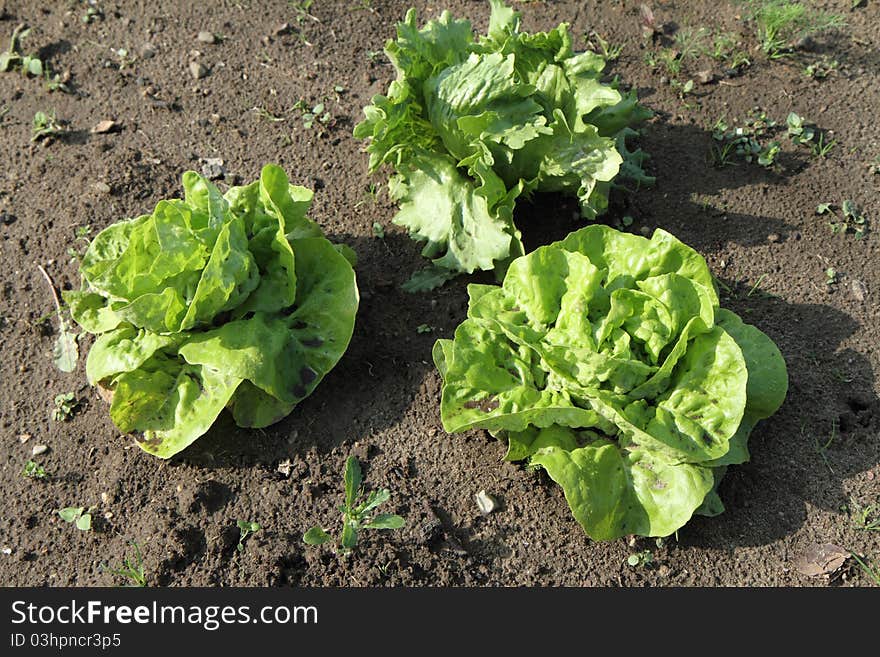 Lettuce