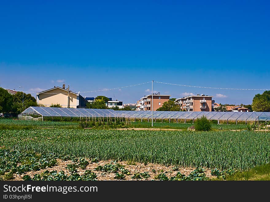 Private plantation with polytunnel greenhouses in Italy. Private plantation with polytunnel greenhouses in Italy