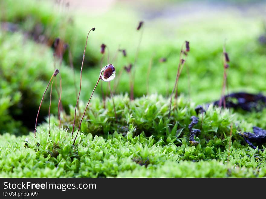 Drops of water on top of moss