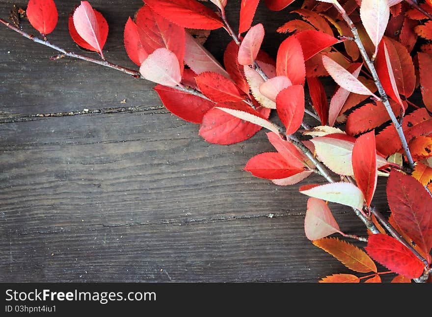 Autumn background with leaves