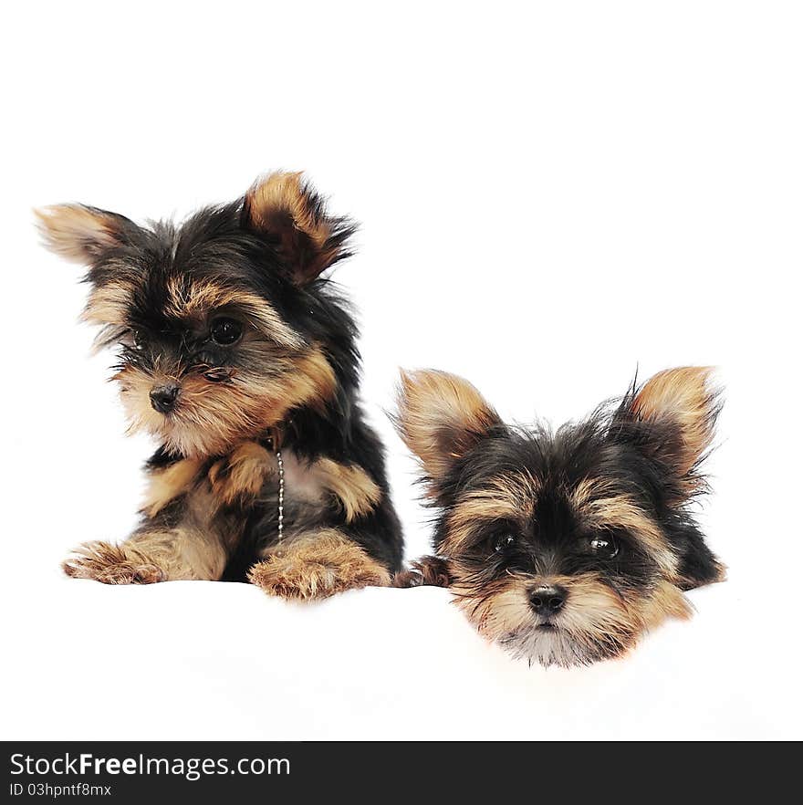 A small puppy dog sitting on a table.