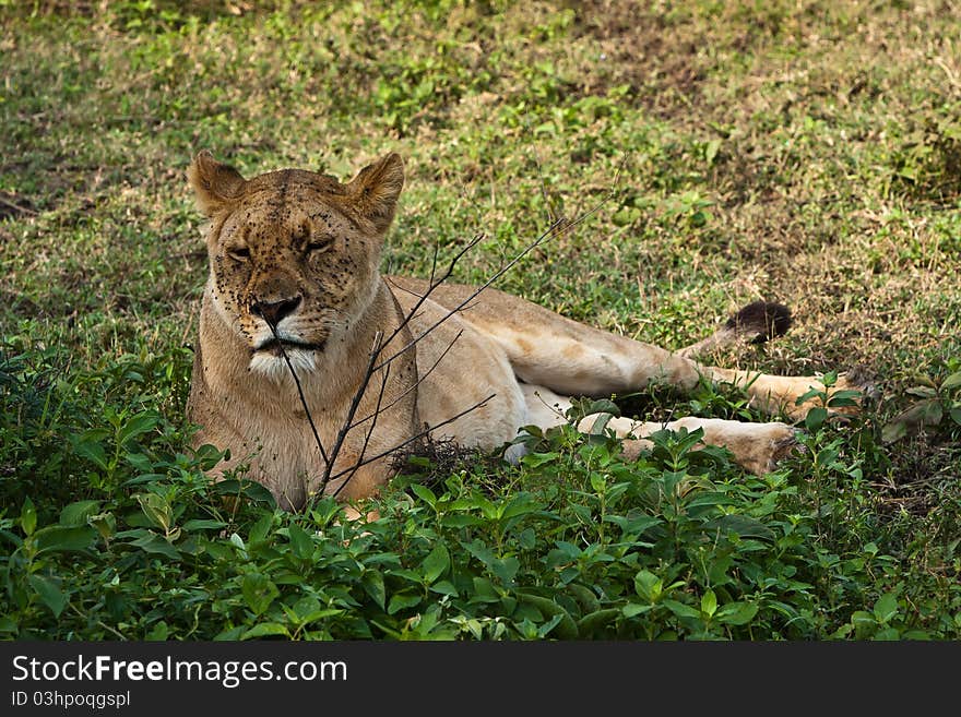 Lioness Resting