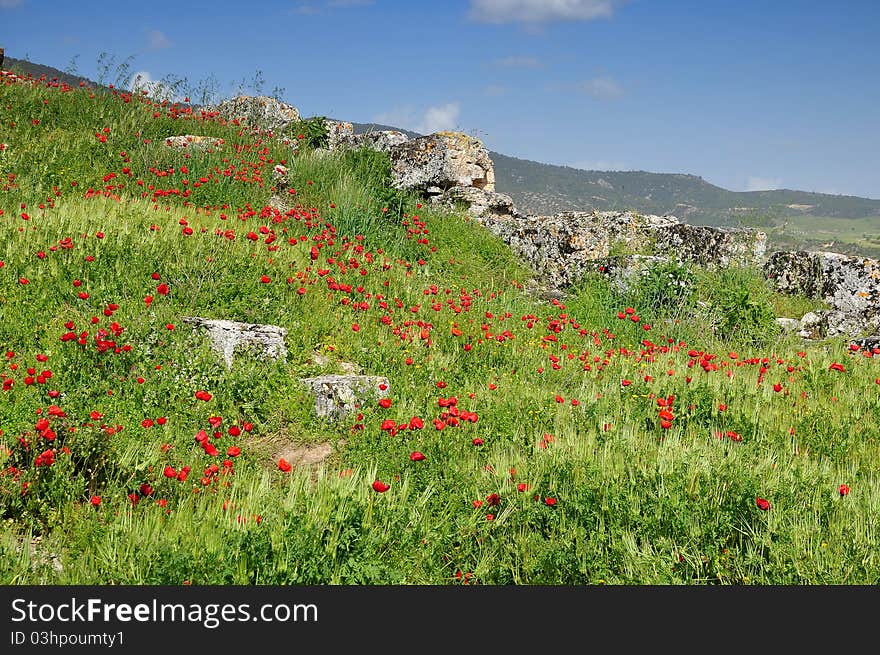 Red poppies in front of landscape view. Red poppies in front of landscape view