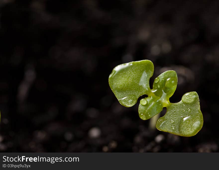 Basil seedlings