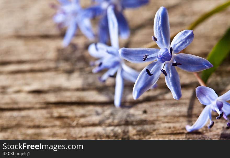 Woodland spring flowers on wood background