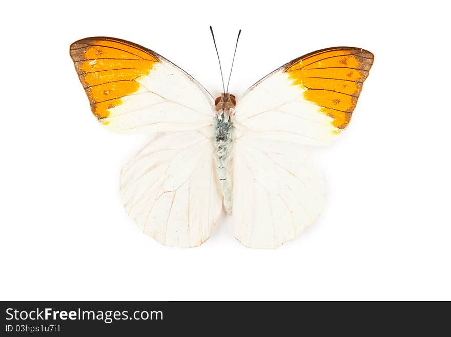 Yellow and orange butterfly Hebomoya glaucippe isolated on white background