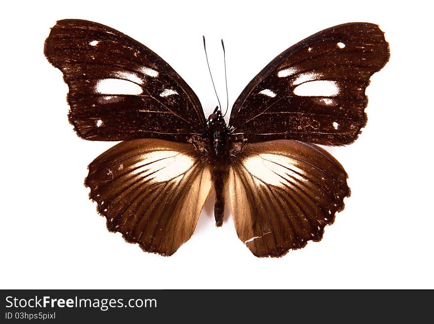 Brown and white butterfly Hypolimnas dinarcha