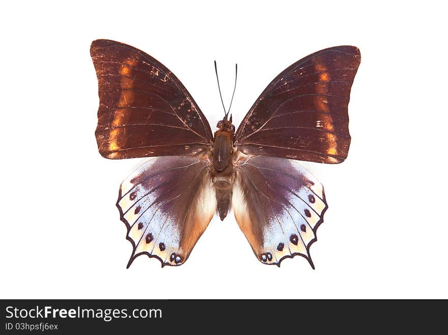 Brown and blue butterfly Charaxes euryalus isolated on white background