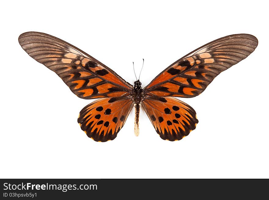 Black and red butterfly Papilio antimacusn isolated on white background