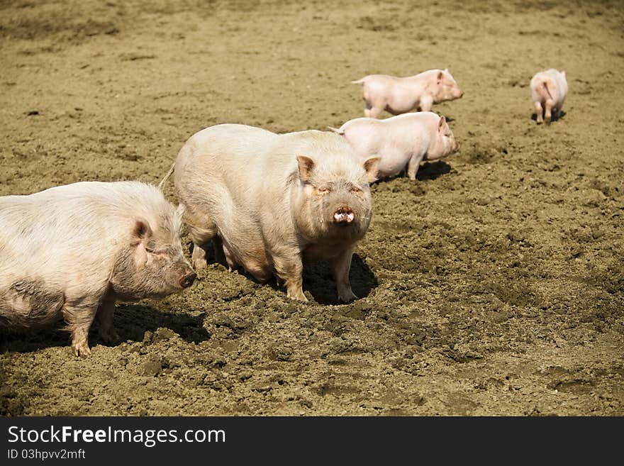 Family of pink pigs on the farm. Family of pink pigs on the farm