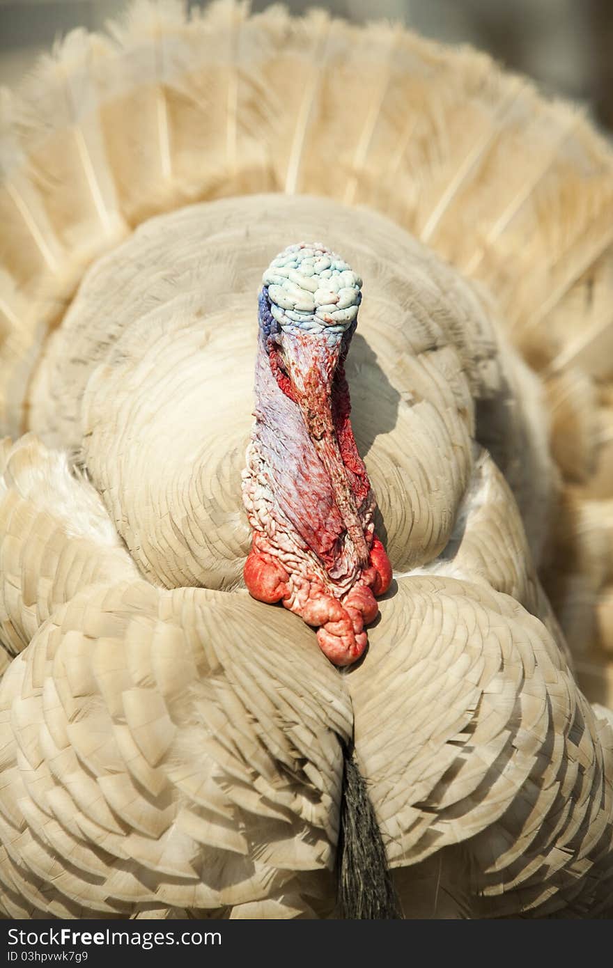 Portrait of Strutting turkey. Portrait of Strutting turkey