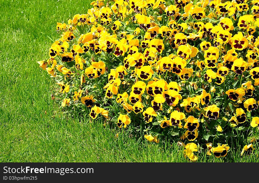 Pansy flowers