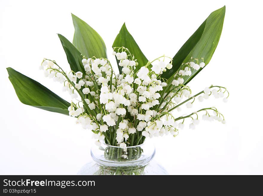 Lily of the valley flowers on white background