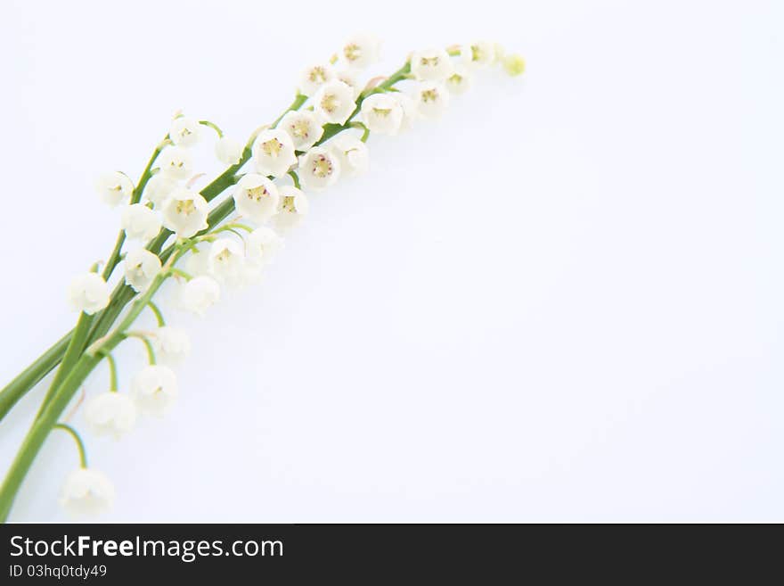 Lily of the valley flowers on white background