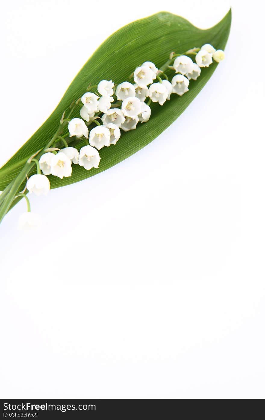 Lily of the valley flowers with a leaf on white background