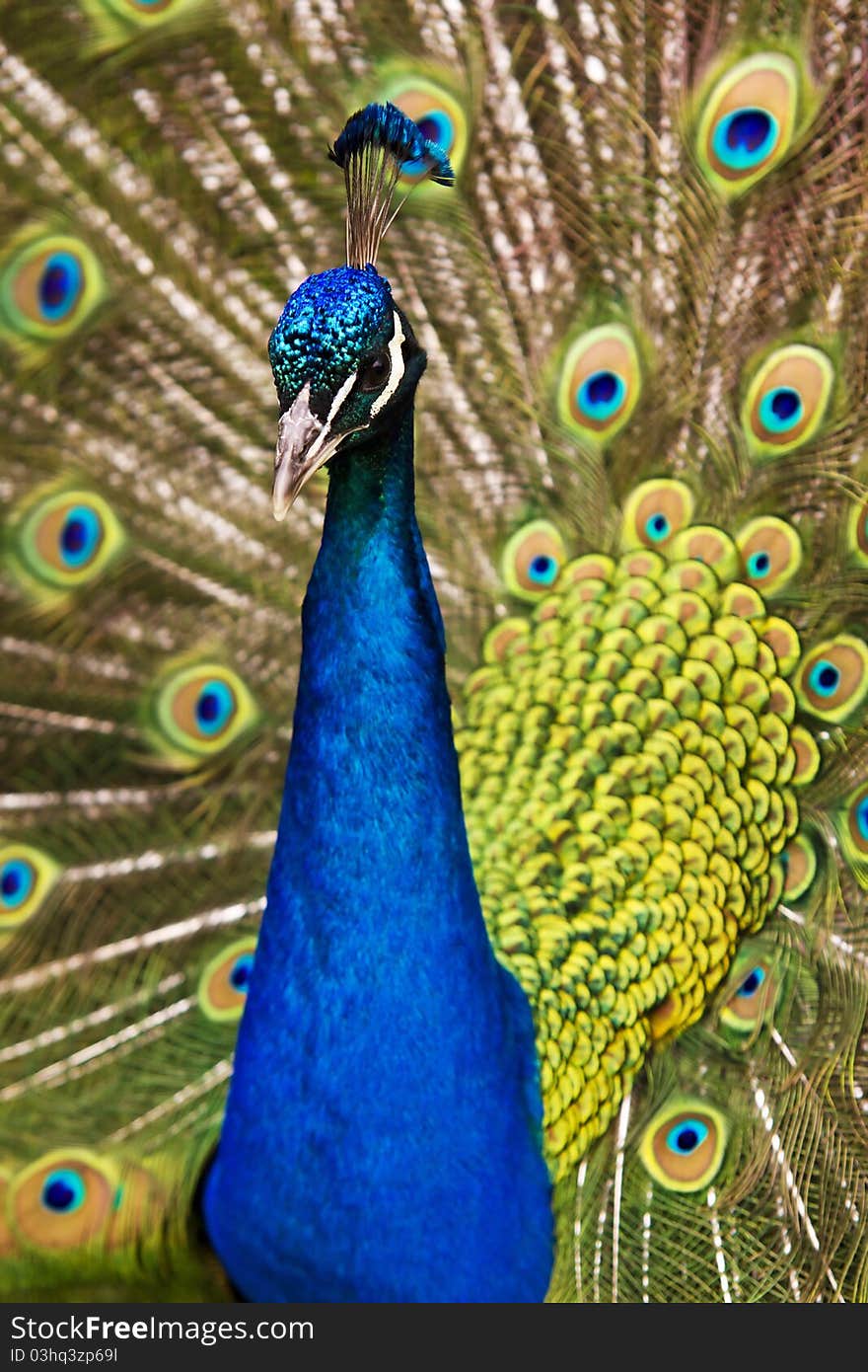 Indian Blue Peacock strutting his stuff