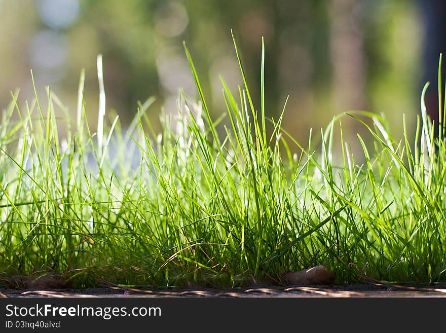 Fresh green grass on green background. Fresh green grass on green background