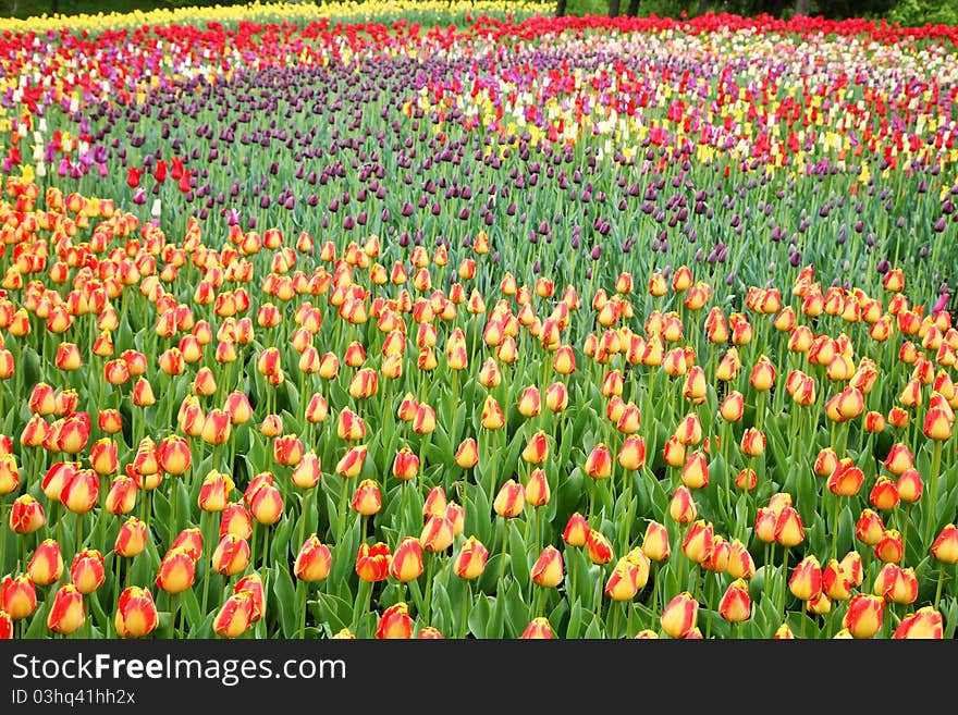 Field With Tulips