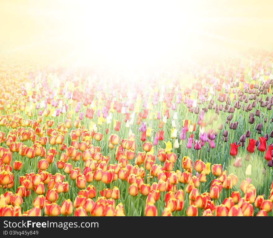 Field with tulips