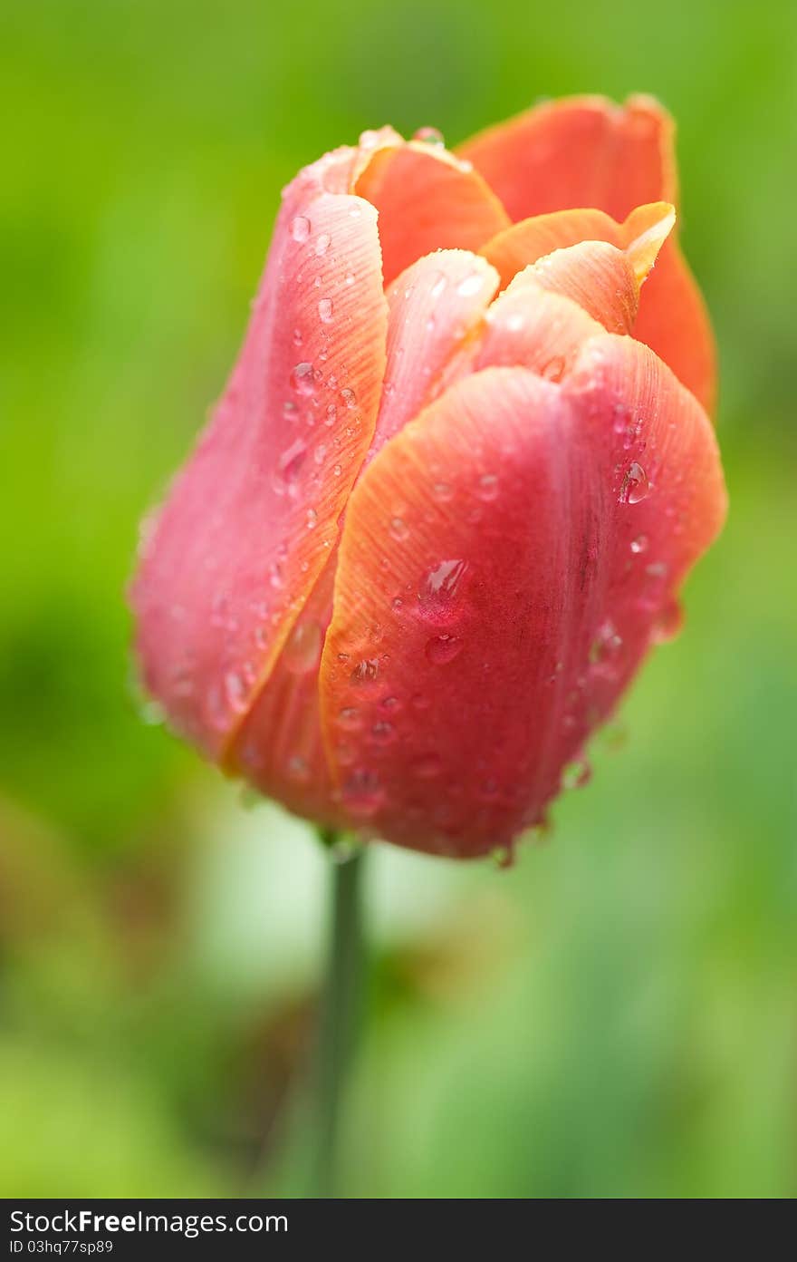 Beautiful pink tulip