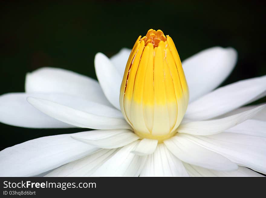 Scientific name. NymphaealotusL. Common name Water lily. Features as trees aged aunt several seasons. From the south leave uncle. Leaves somewhat circular shape. Deep concave base wavy leaves. Shall cause the leaf edges form. Leaves a smooth surface on it. Vein below the evident relief. Flowers are larger. Petals oval, multi-layer stack.