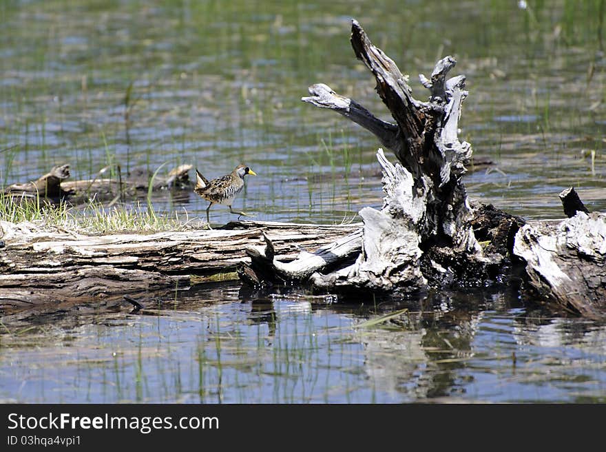 Birds of Skagway Reservoir Colorado. Birds of Skagway Reservoir Colorado