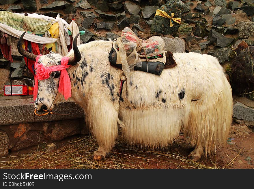 A yak photographed in Tibet. A yak photographed in Tibet.