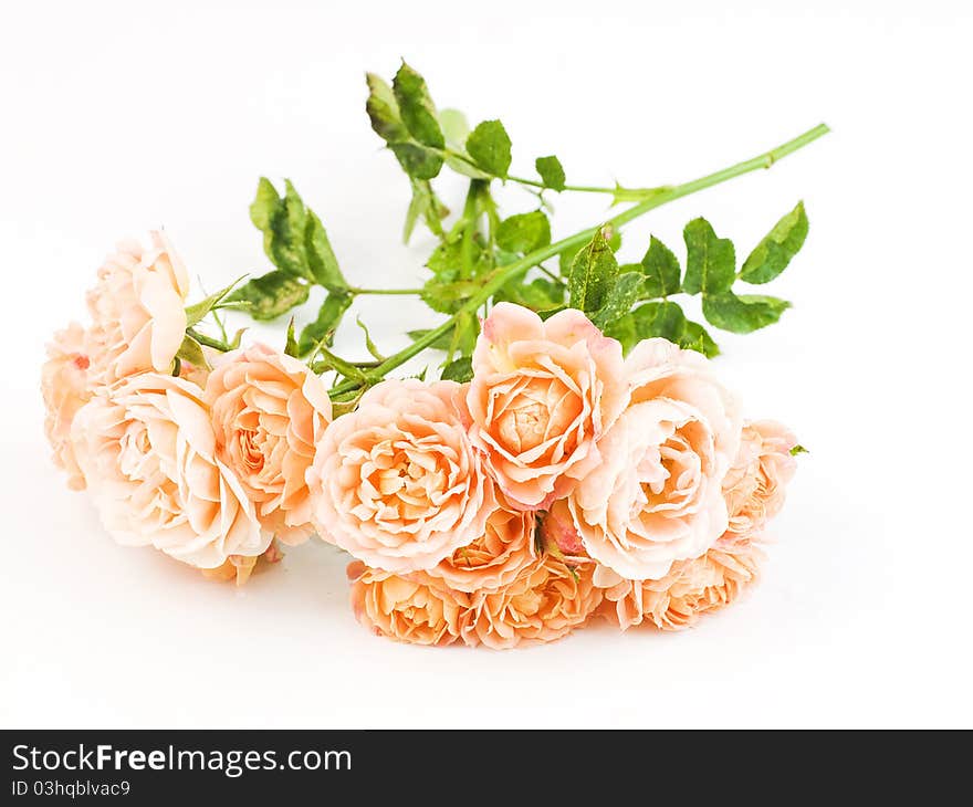 A bunch of roses on white background