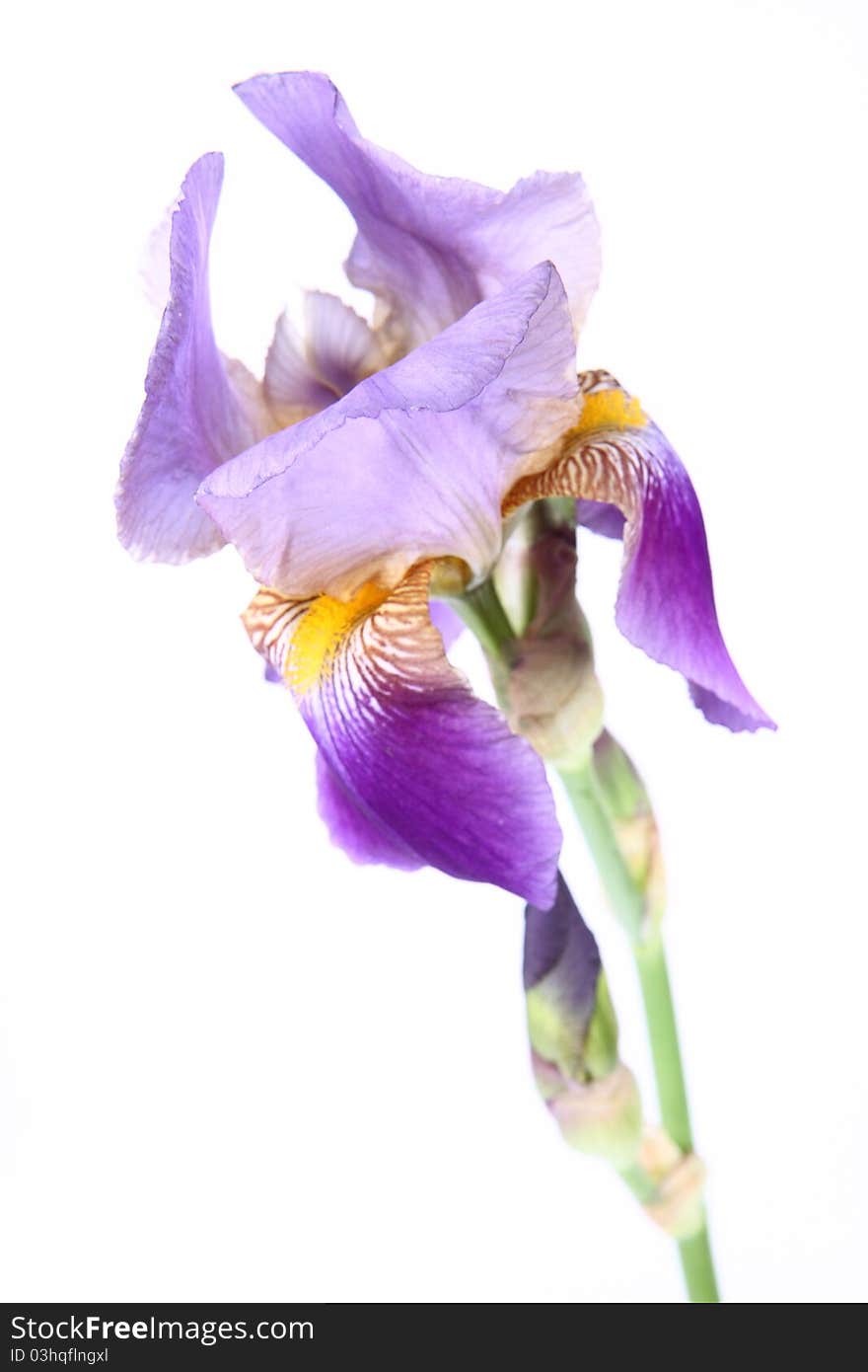 Purple iris flower on white background