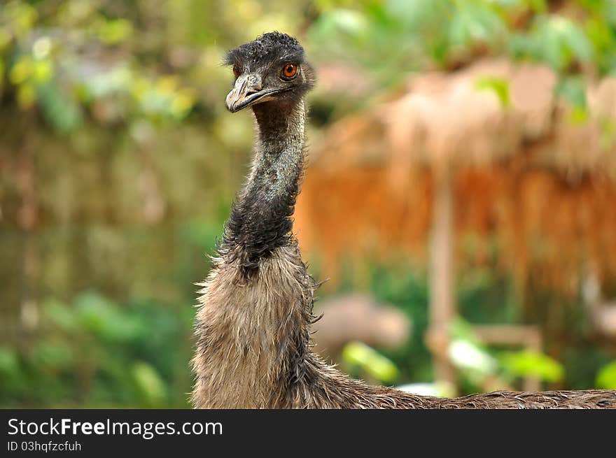 Profile of a ruffled and agitated ostrich closeup. Profile of a ruffled and agitated ostrich closeup.