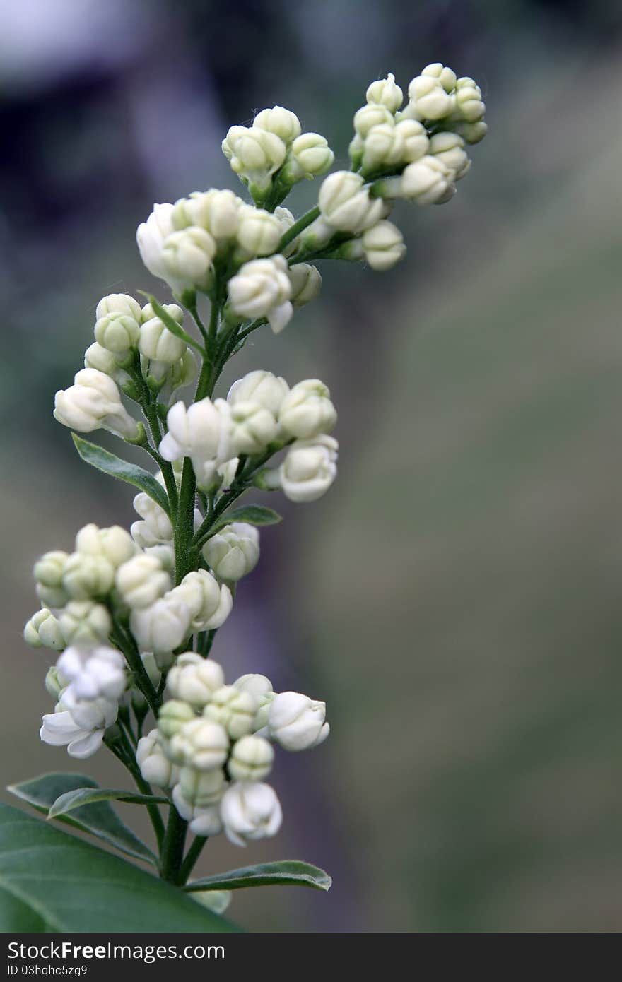 White lilac in the garden