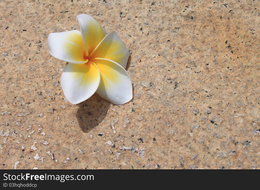 Plumeria Flower On The Ground