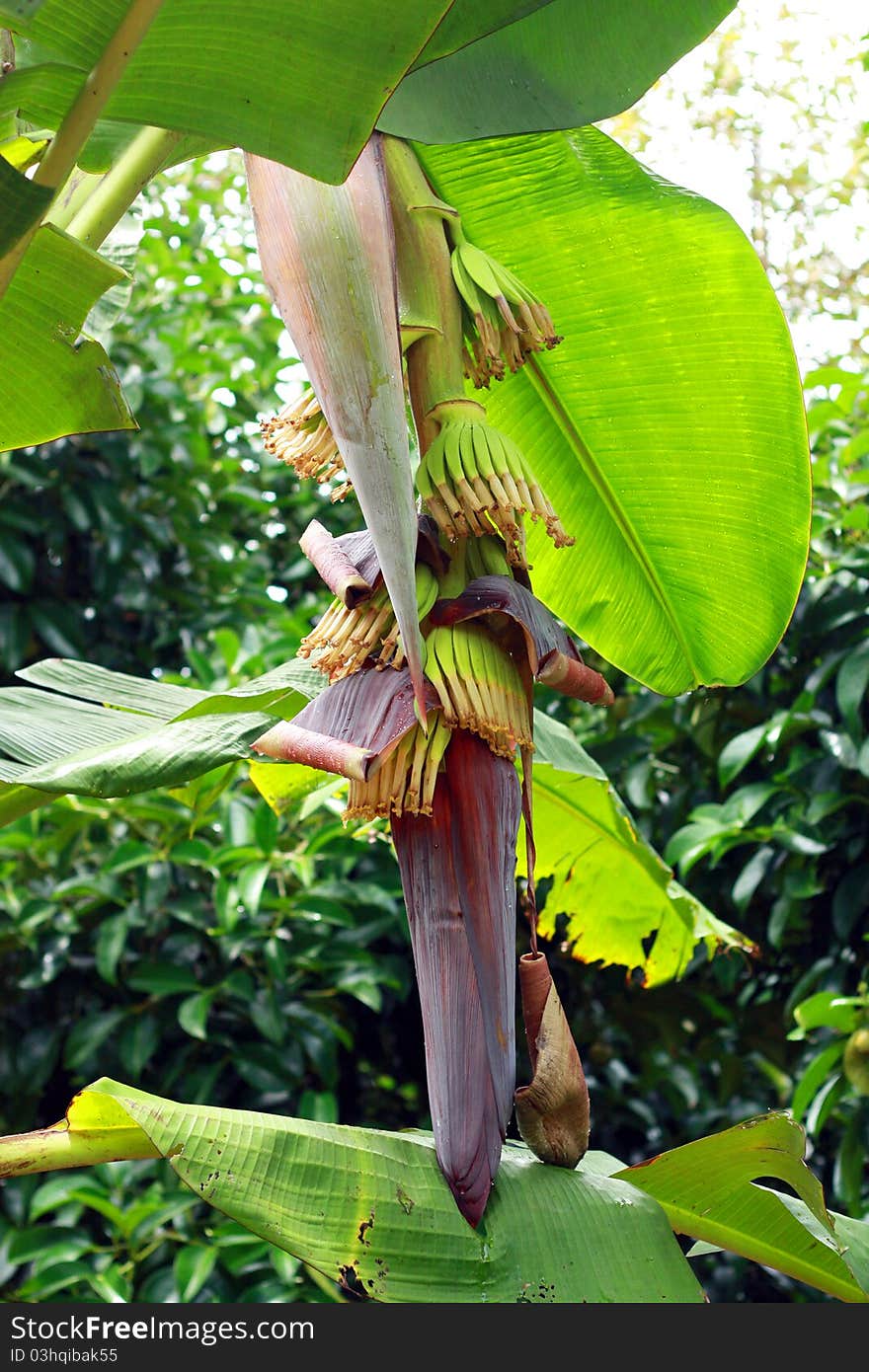 Banana blossom bouquet of flowers of the plant is edible.