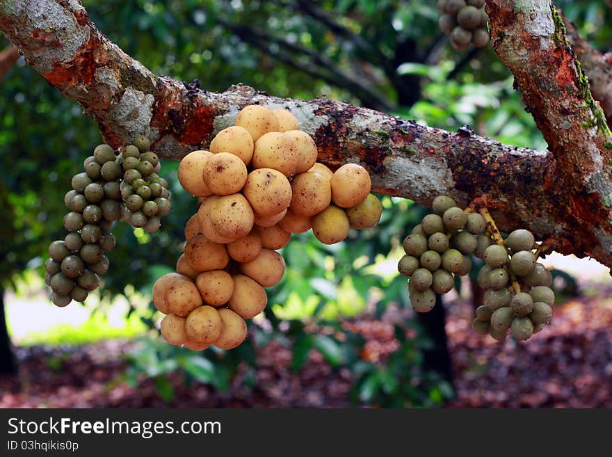 Longkong fruit is in Thailand. Scientific name Aglaia dookkoo Griff. Longkong fruit is in Thailand. Scientific name Aglaia dookkoo Griff.