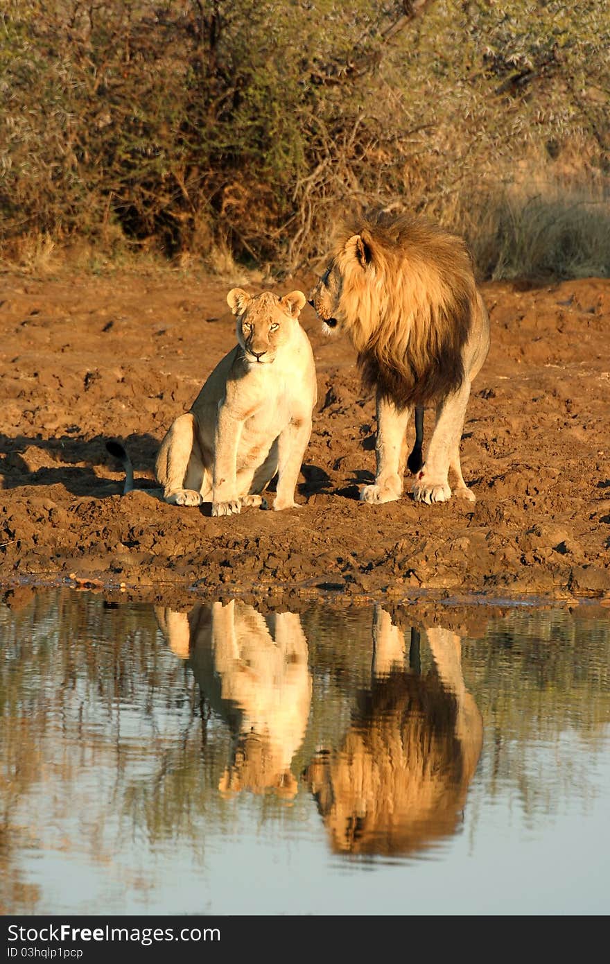 Lions sitting next to a dam with their reflections in the water. Lions sitting next to a dam with their reflections in the water