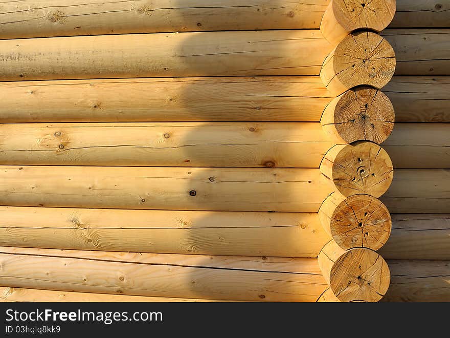 Wooden frame of a coniferous tree. Wooden frame of a coniferous tree