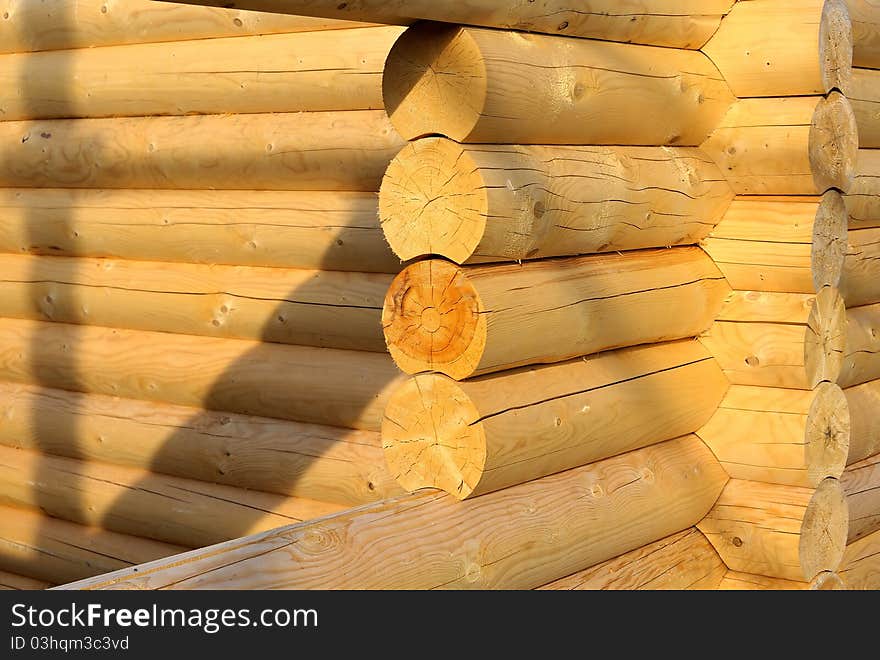 Wooden frame of a coniferous tree. Wooden frame of a coniferous tree