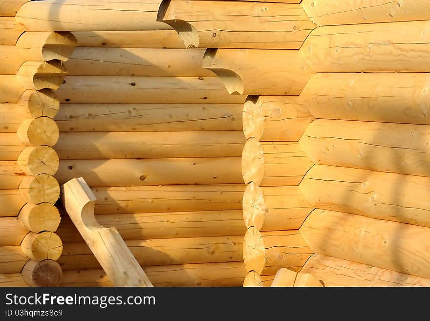 Wooden frame of a coniferous tree. Wooden frame of a coniferous tree