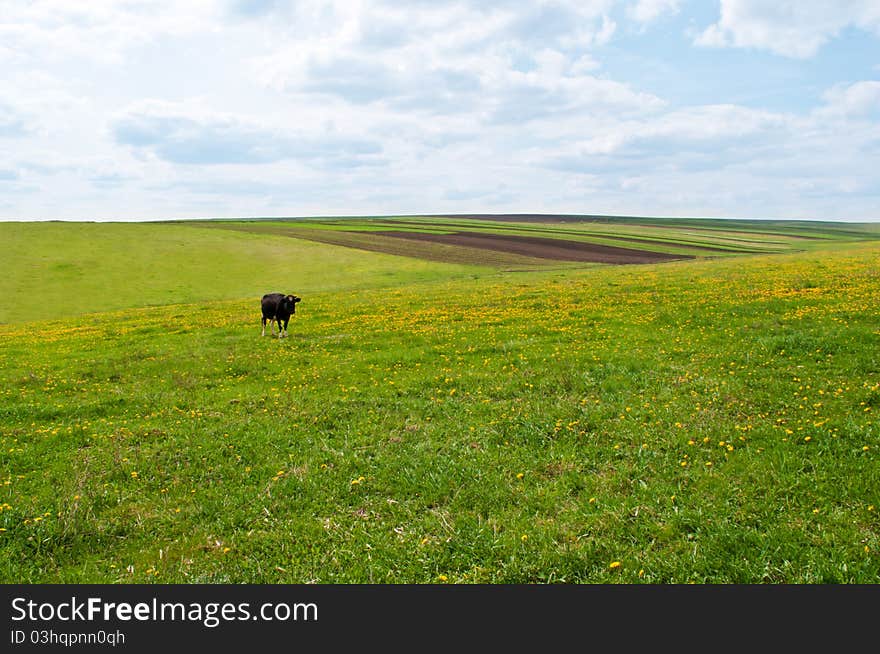 Black cow on green ukrainian fields and clear sky. Black cow on green ukrainian fields and clear sky