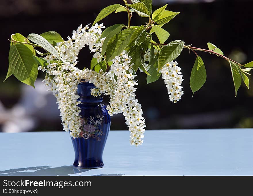 Small spring bouquet of a white bird cherry in a dark blue vase against a dark background