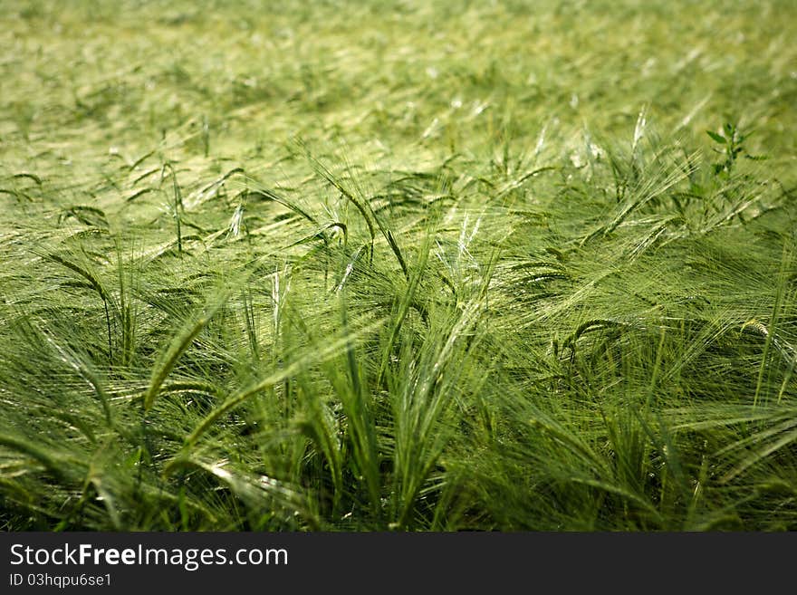 Green Wheat Field Background