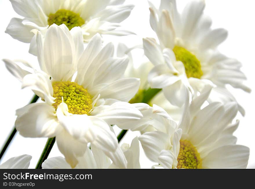 Beautiful white daisy and isolated white background