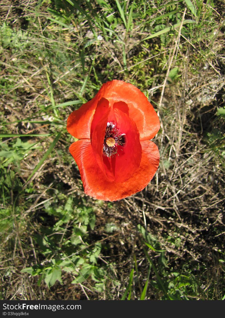 Red Poppy. Bay Meadows