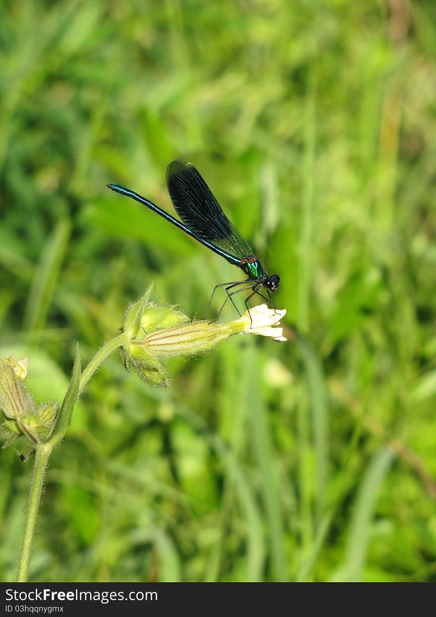 Blue dragonfly with my wings on a green background, sitting on a white flower