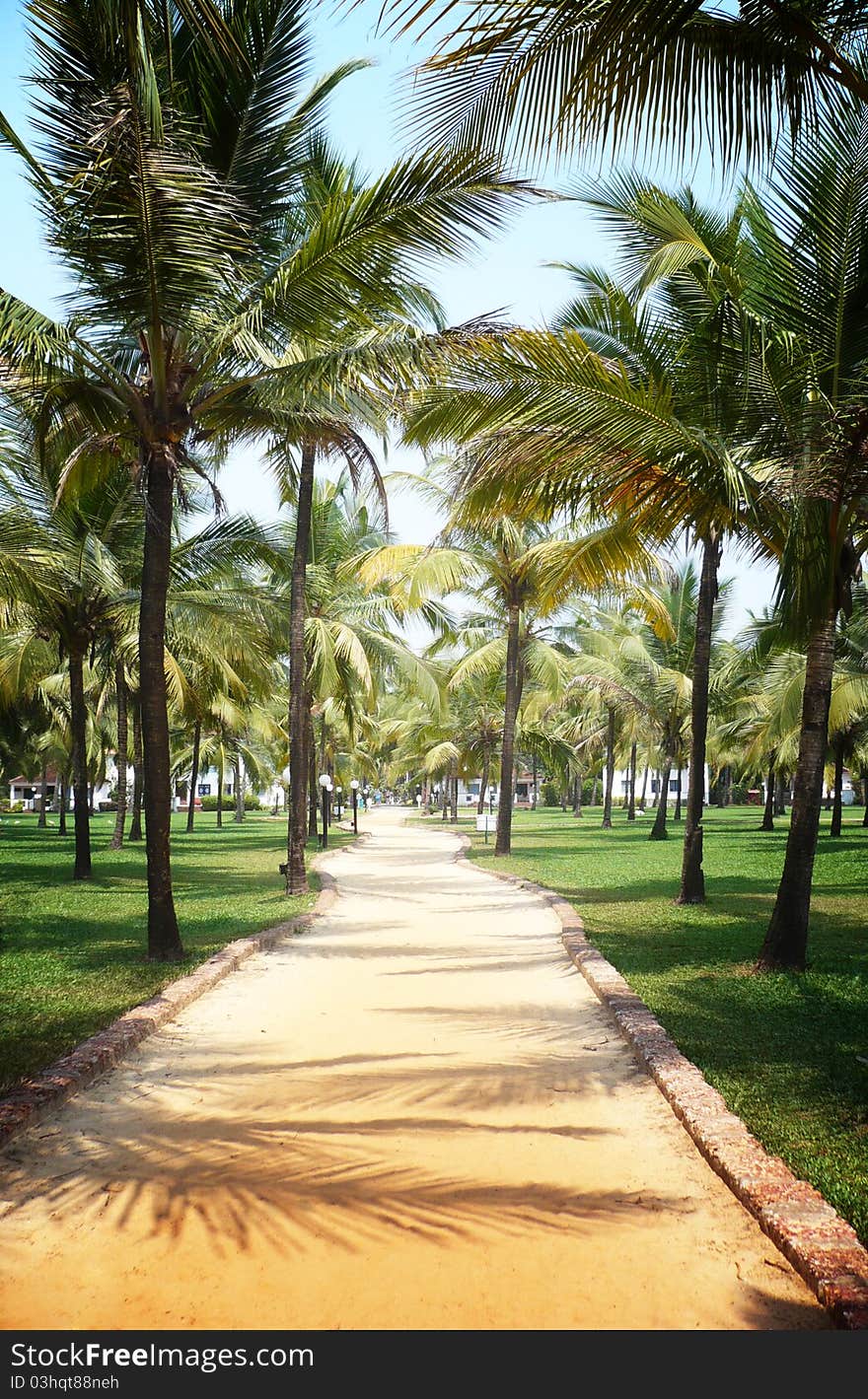 Beautiful tropical trail of palm trees in Goa, India. Beautiful tropical trail of palm trees in Goa, India.