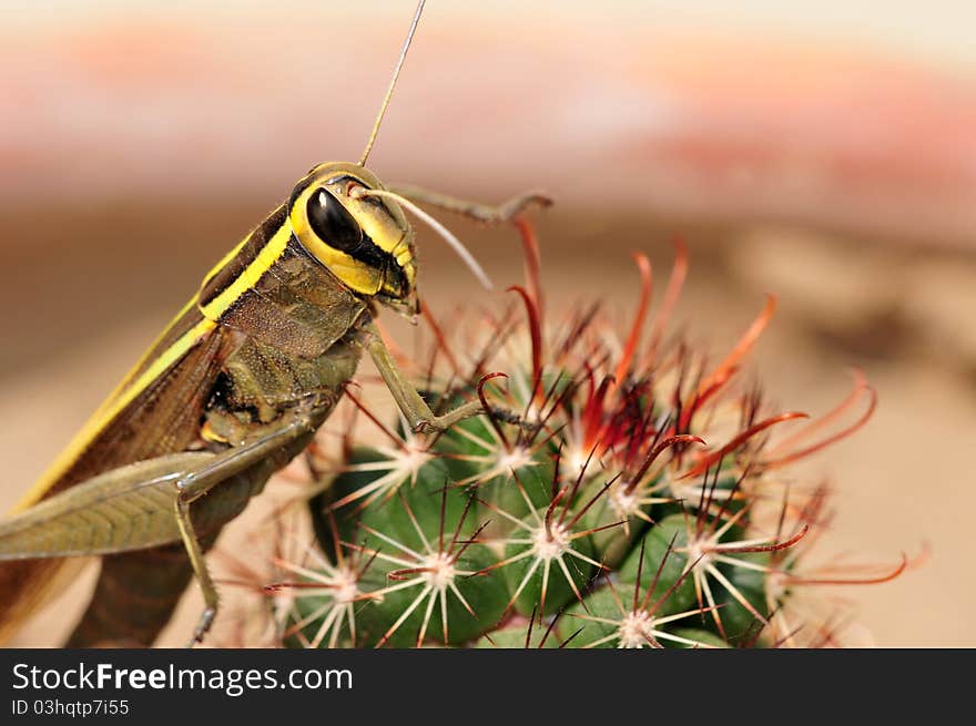 Yellow back grasshopper sitting on thorny cactus.