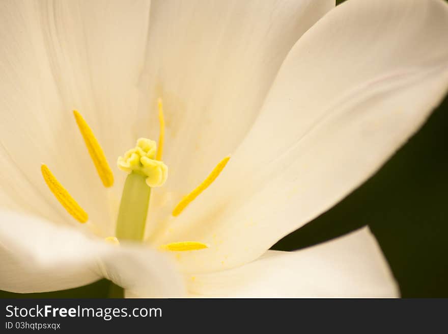 Inside a white flower in the spring sun